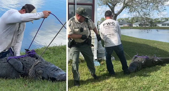 فيديو: لقطات مرعبة لتمساح بطول 10 أقدام يسحب مسنة للبحيرة ويلتهمها! صورة رقم 8 فيديو: لقطات مرعبة لتمساح بطول 10 أقدام يسحب مسنة للبحيرة ويلتهمها! صورة رقم 8