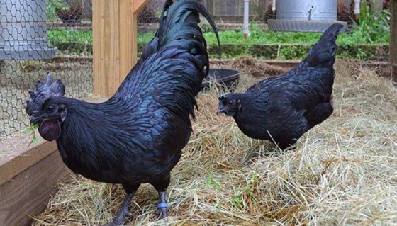 صور بيض أسود ودجاج أشد سواداً تهز مواقع التواصل وخبراء يردون صورة رقم 1