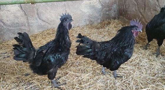 صور بيض أسود ودجاج أشد سواداً تهز مواقع التواصل وخبراء يردون صورة رقم 7