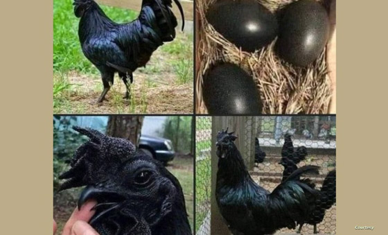 صور بيض أسود ودجاج أشد سواداً تهز مواقع التواصل وخبراء يردون صورة رقم 5