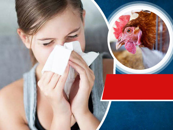 بعد وفاة طفلة.. الصحة العالمية تحذر: إنفلونزا الطيور محدود لكنه مقلق! صورة رقم 2 بعد وفاة طفلة.. الصحة العالمية تحذر: إنفلونزا الطيور محدود لكنه مقلق! صورة رقم 2