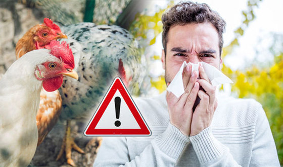 بعد وفاة طفلة.. الصحة العالمية تحذر: إنفلونزا الطيور محدود لكنه مقلق! صورة رقم 3 بعد وفاة طفلة.. الصحة العالمية تحذر: إنفلونزا الطيور محدود لكنه مقلق! صورة رقم 3