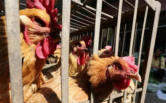 بعد وفاة طفلة.. الصحة العالمية تحذر: إنفلونزا الطيور محدود لكنه مقلق! صورة رقم 6 بعد وفاة طفلة.. الصحة العالمية تحذر: إنفلونزا الطيور محدود لكنه مقلق! صورة رقم 6