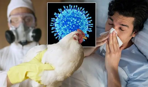 بعد وفاة طفلة.. الصحة العالمية تحذر: إنفلونزا الطيور محدود لكنه مقلق! صورة رقم 1 بعد وفاة طفلة.. الصحة العالمية تحذر: إنفلونزا الطيور محدود لكنه مقلق! صورة رقم 1