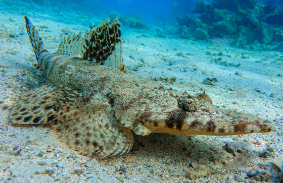 سمكة أم تمساح.. فيديو لـ سمكة أم تمساح.. فيديو لـ