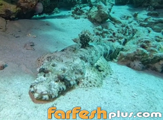 سمكة أم تمساح.. فيديو لـ سمكة أم تمساح.. فيديو لـ