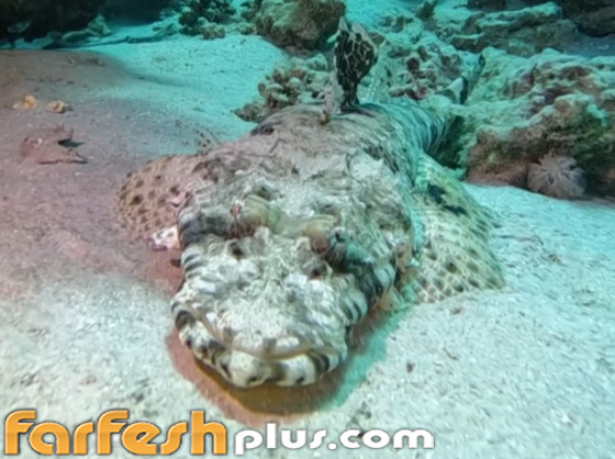 سمكة أم تمساح.. فيديو لـ سمكة أم تمساح.. فيديو لـ