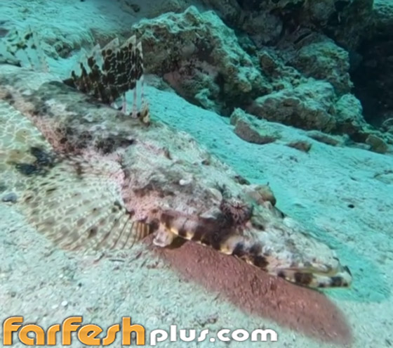 سمكة أم تمساح.. فيديو لـ سمكة أم تمساح.. فيديو لـ