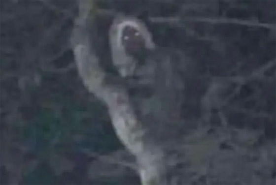 رئيس المكسيك ينشر صورة لجن الغابات متربعاً على غصن شجرة صورة رقم 1 رئيس المكسيك ينشر صورة لجن الغابات متربعاً على غصن شجرة صورة رقم 1