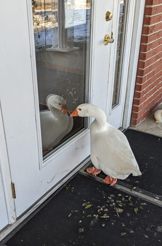 إعلان يطلب العثور على شريك لـ 