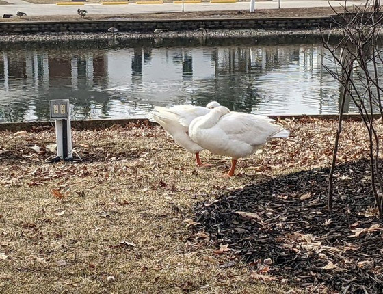 إعلان يطلب العثور على شريك لـ 