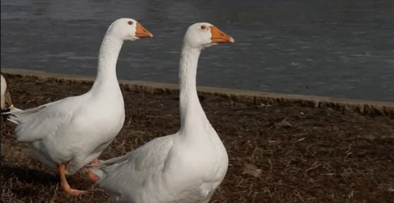 إعلان يطلب العثور على شريك لـ 