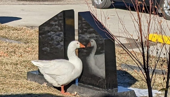إعلان يطلب العثور على شريك لـ 