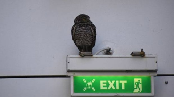 بالخطأ... بومة تحصل على 