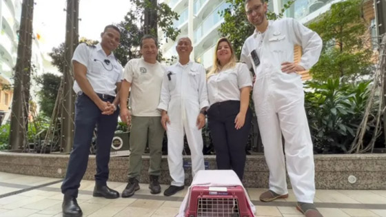 بالخطأ... بومة تحصل على 