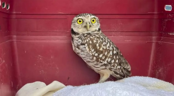 بالخطأ... بومة تحصل على 