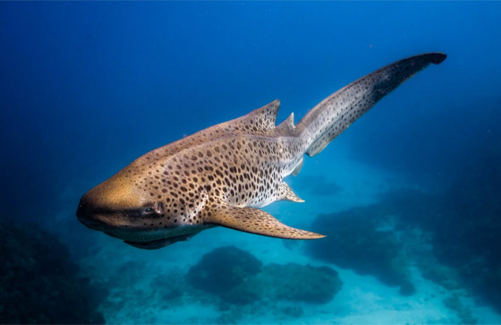 قد تكون أجمل سمكة تراها في حياتك.. هكذا يبدو قرش الحمار الوحشي صورة رقم 1