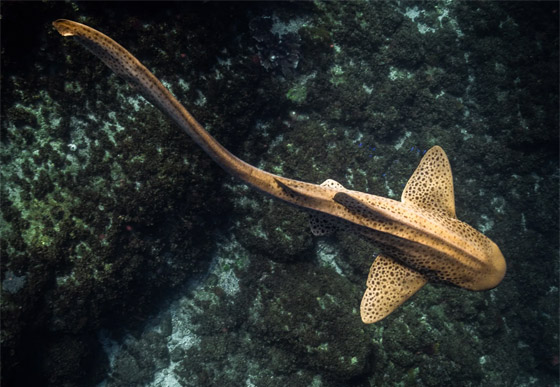 قد تكون أجمل سمكة تراها في حياتك.. هكذا يبدو قرش الحمار الوحشي صورة رقم 2