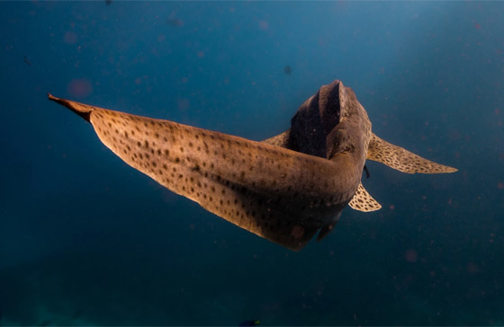 قد تكون أجمل سمكة تراها في حياتك.. هكذا يبدو قرش الحمار الوحشي صورة رقم 3