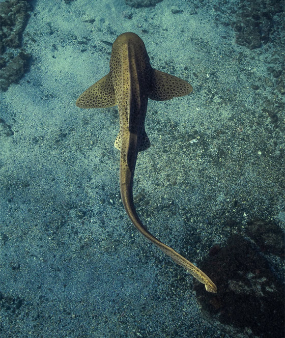 قد تكون أجمل سمكة تراها في حياتك.. هكذا يبدو قرش الحمار الوحشي صورة رقم 4