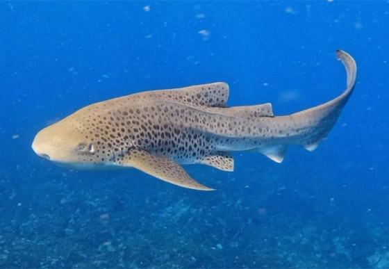 قد تكون أجمل سمكة تراها في حياتك.. هكذا يبدو قرش الحمار الوحشي صورة رقم 5