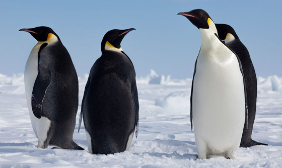 تعرفوا إلى أغرب المعلومات في العالم.. عن الحيوان والإنسان والكون صورة رقم 3 تعرفوا إلى أغرب المعلومات في العالم.. عن الحيوان والإنسان والكون صورة رقم 3