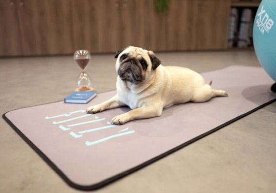 صور : الكلب الإنفلوسر الأكثر شهرة في العالم صورة رقم 3