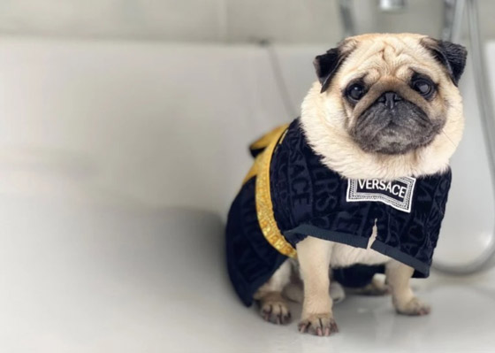 صور : الكلب الإنفلوسر الأكثر شهرة في العالم صورة رقم 4