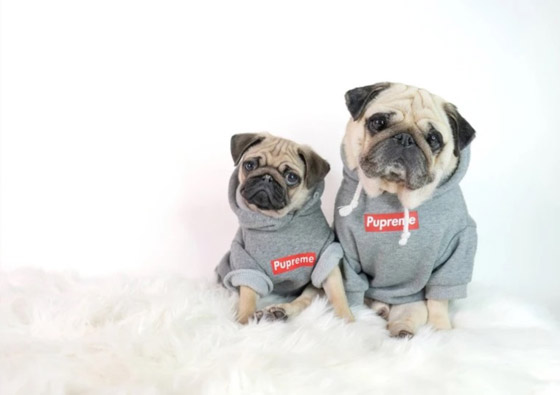 صور : الكلب الإنفلوسر الأكثر شهرة في العالم صورة رقم 6