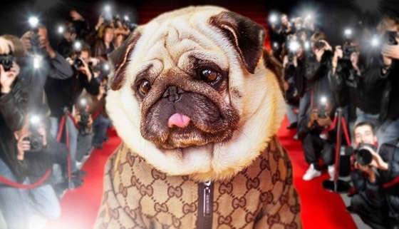 صور : الكلب الإنفلوسر الأكثر شهرة في العالم صورة رقم 9