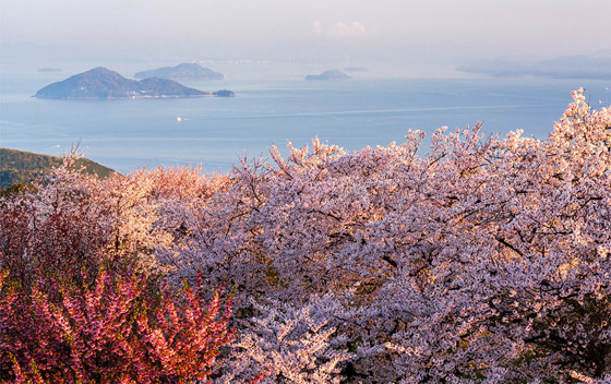 لرؤية تفتح الأزهار والنشاطات بالهواء الطلق.. 3 وجهات سياحية ربيعية مثالية صورة رقم 2