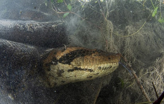 تعرف على ملتقط صور الأفاعي المرعبة تحت الماء صورة رقم 2