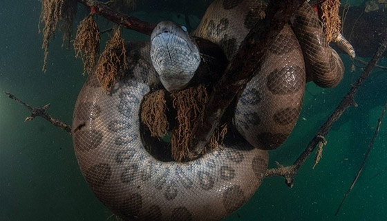 تعرف على ملتقط صور الأفاعي المرعبة تحت الماء صورة رقم 3