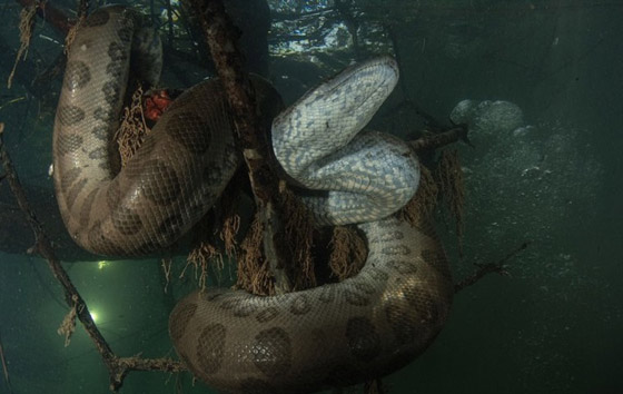 تعرف على ملتقط صور الأفاعي المرعبة تحت الماء صورة رقم 4