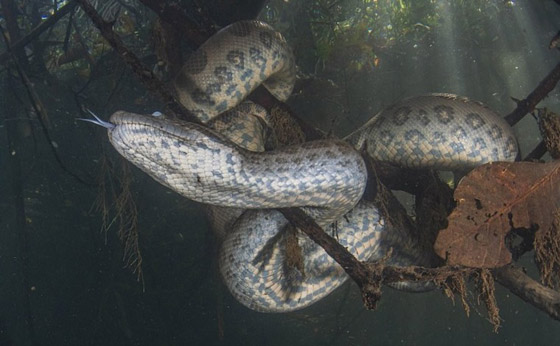 تعرف على ملتقط صور الأفاعي المرعبة تحت الماء صورة رقم 5