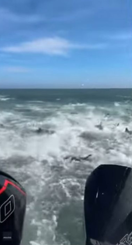 أسماك قرش تحول جلسة صيد إلى 