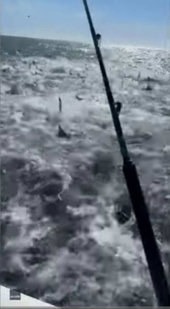 أسماك قرش تحول جلسة صيد إلى 