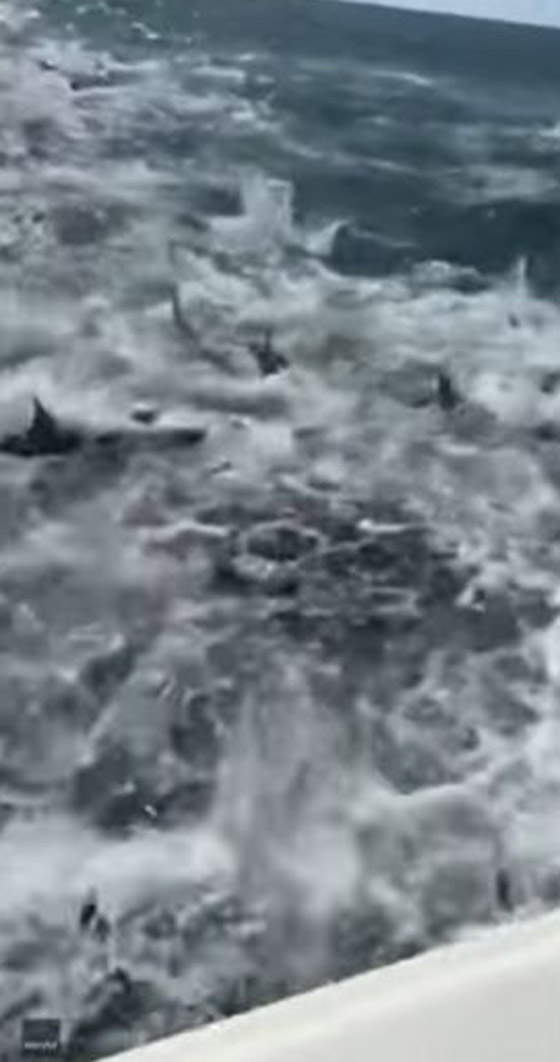 أسماك قرش تحول جلسة صيد إلى 