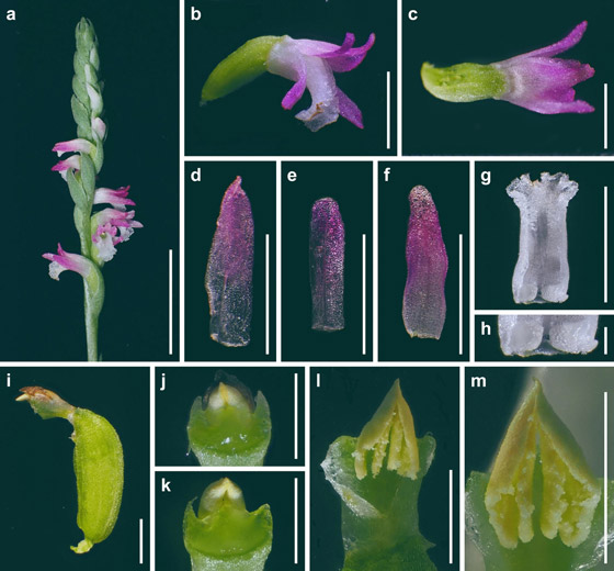 أزهاره أشبه بالزجاج.. اكتشاف نوع جديد من نبات الأوركيد صورة رقم 2