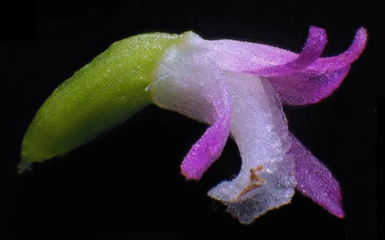 أزهاره أشبه بالزجاج.. اكتشاف نوع جديد من نبات الأوركيد صورة رقم 6