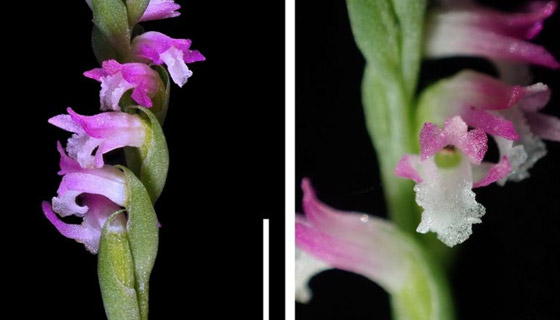 أزهاره أشبه بالزجاج.. اكتشاف نوع جديد من نبات الأوركيد صورة رقم 7