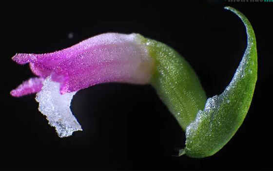 أزهاره أشبه بالزجاج.. اكتشاف نوع جديد من نبات الأوركيد صورة رقم 8