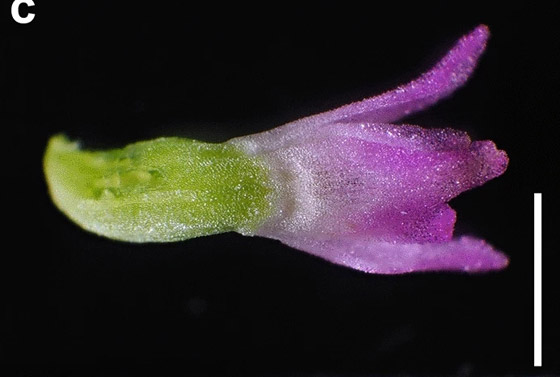 أزهاره أشبه بالزجاج.. اكتشاف نوع جديد من نبات الأوركيد صورة رقم 9