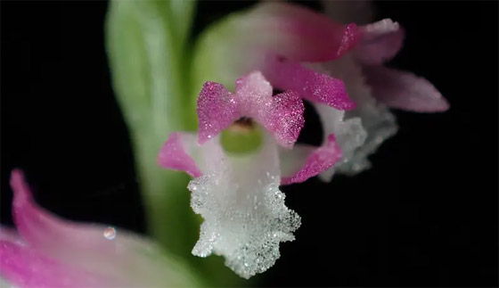 أزهاره أشبه بالزجاج.. اكتشاف نوع جديد من نبات الأوركيد صورة رقم 5