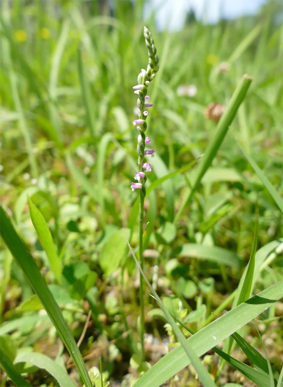 أزهاره أشبه بالزجاج.. اكتشاف نوع جديد من نبات الأوركيد صورة رقم 3