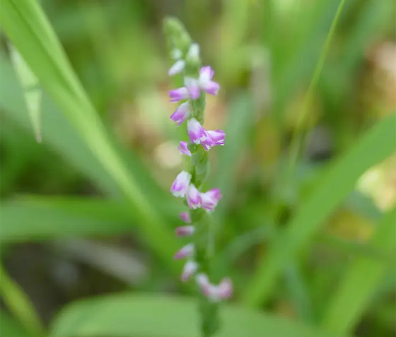 أزهاره أشبه بالزجاج.. اكتشاف نوع جديد من نبات الأوركيد صورة رقم 4