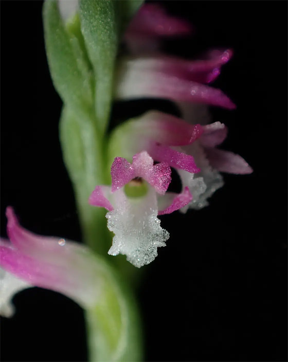 أزهاره أشبه بالزجاج.. اكتشاف نوع جديد من نبات الأوركيد صورة رقم 1