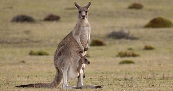 8 أساطير غريبة وغير منطقية تبيّن أنها حقيقية! صورة رقم 5