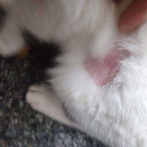 واقعة غريبة.. حلاقة شعر أكثر من 70 قطة في لندن صورة رقم 1