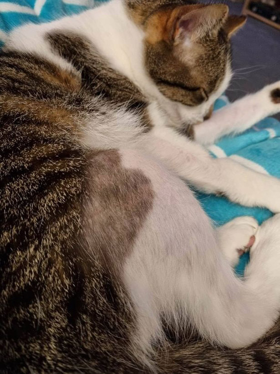 واقعة غريبة.. حلاقة شعر أكثر من 70 قطة في لندن صورة رقم 2